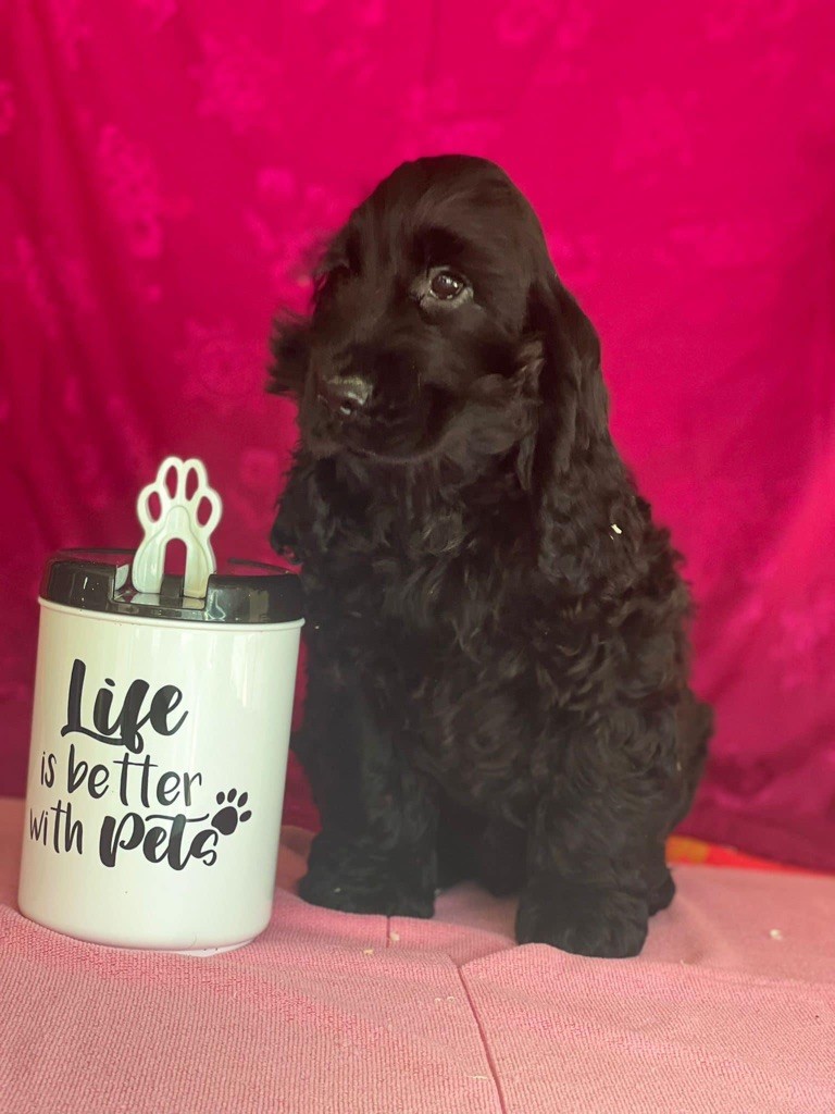 Des Hurlevents De Nuas - Chiot disponible  - Cocker Spaniel Anglais