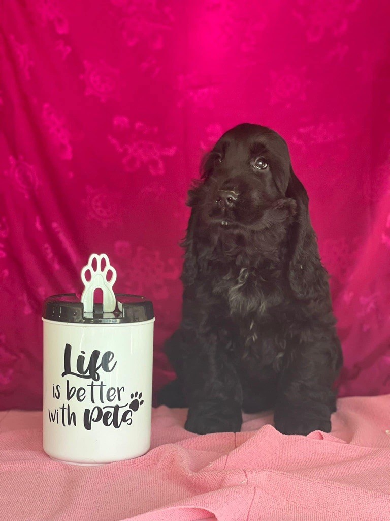 Des Hurlevents De Nuas - Chiot disponible  - Cocker Spaniel Anglais