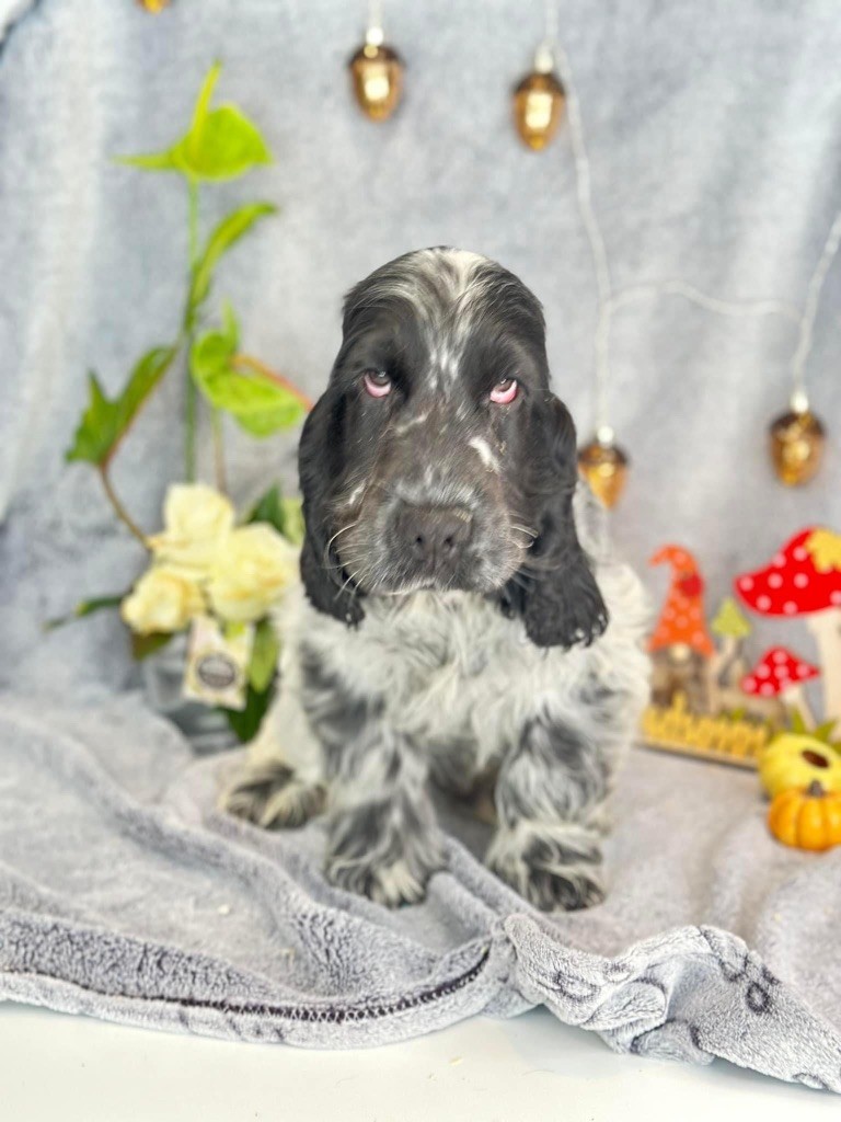 Des Hurlevents De Nuas - Chiot disponible  - Cocker Spaniel Anglais