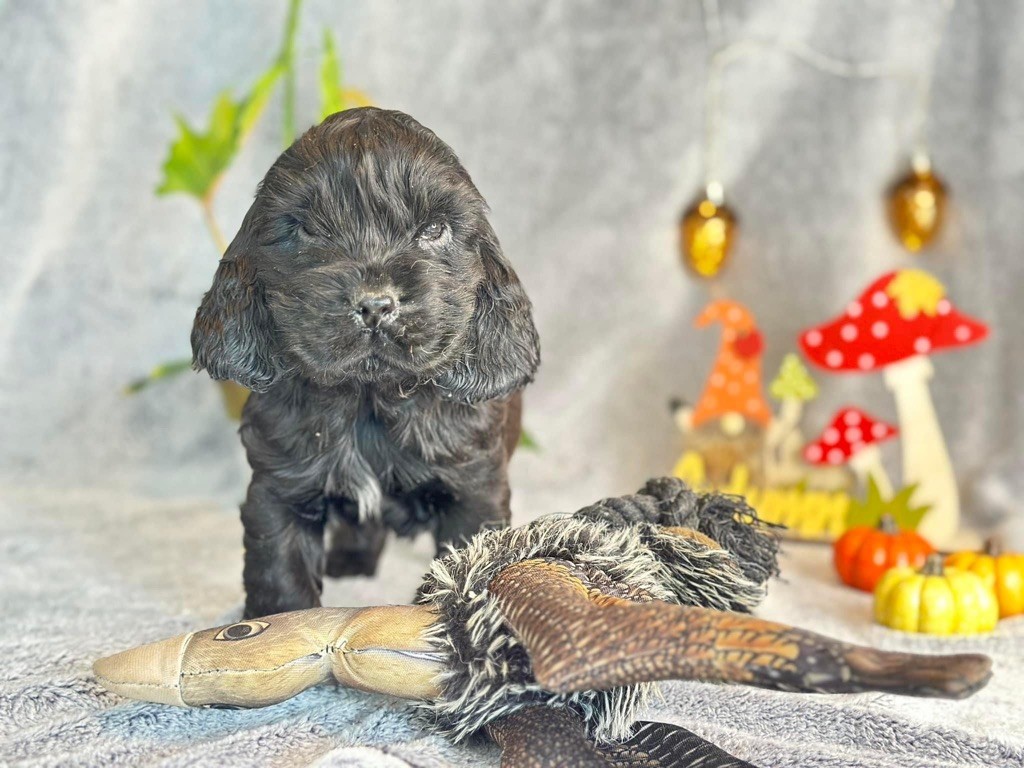 Des Hurlevents De Nuas - Chiot disponible  - Cocker Spaniel Anglais