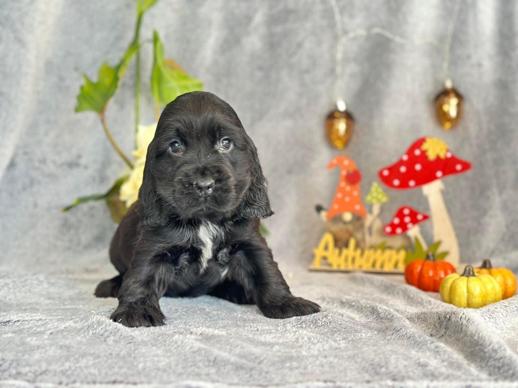 Des Hurlevents De Nuas - Chiot disponible  - Cocker Spaniel Anglais