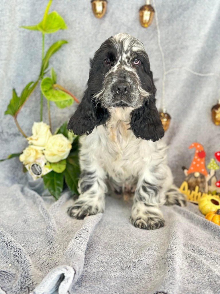 Des Hurlevents De Nuas - Chiot disponible  - Cocker Spaniel Anglais