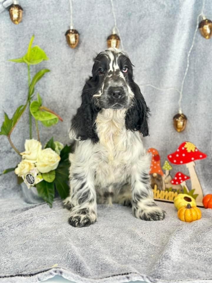 Des Hurlevents De Nuas - Chiot disponible  - Cocker Spaniel Anglais