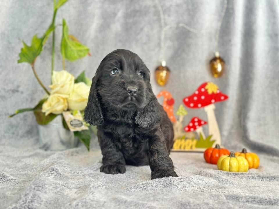 Des Hurlevents De Nuas - Chiot disponible  - Cocker Spaniel Anglais