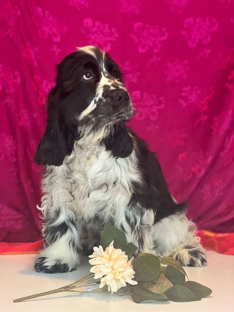 Des Hurlevents De Nuas - Chiot disponible  - Cocker Spaniel Anglais