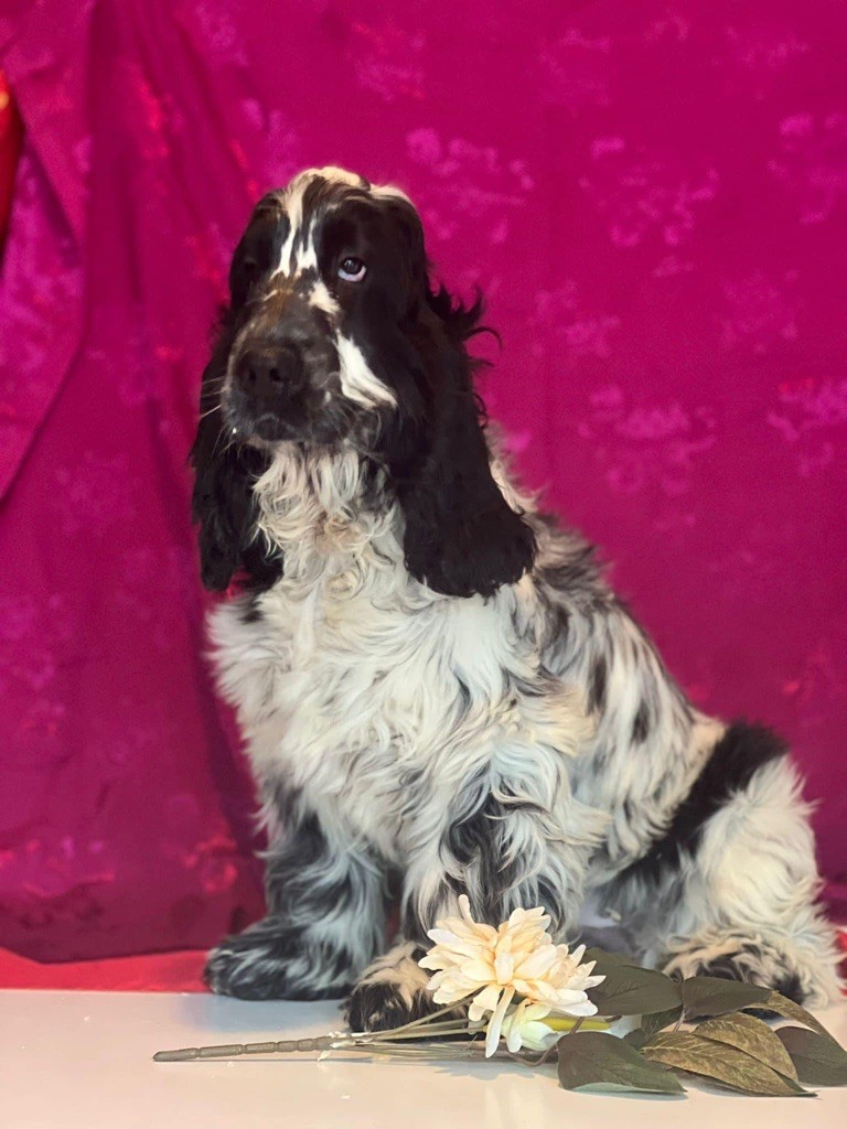 Des Hurlevents De Nuas - Chiot disponible  - Cocker Spaniel Anglais