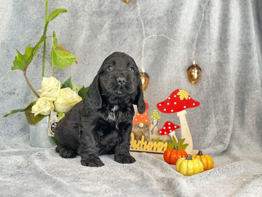 Des Hurlevents De Nuas - Chiot disponible  - Cocker Spaniel Anglais