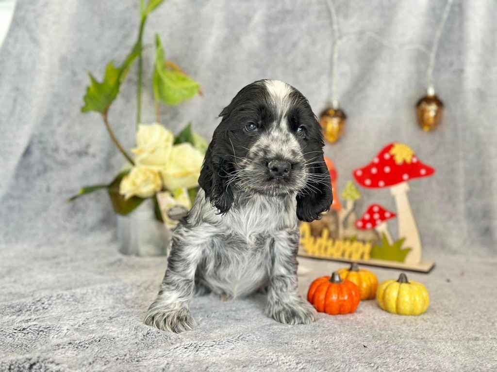 Des Hurlevents De Nuas - Chiot disponible  - Cocker Spaniel Anglais