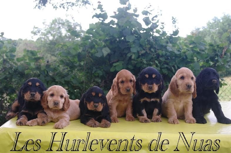 chiots