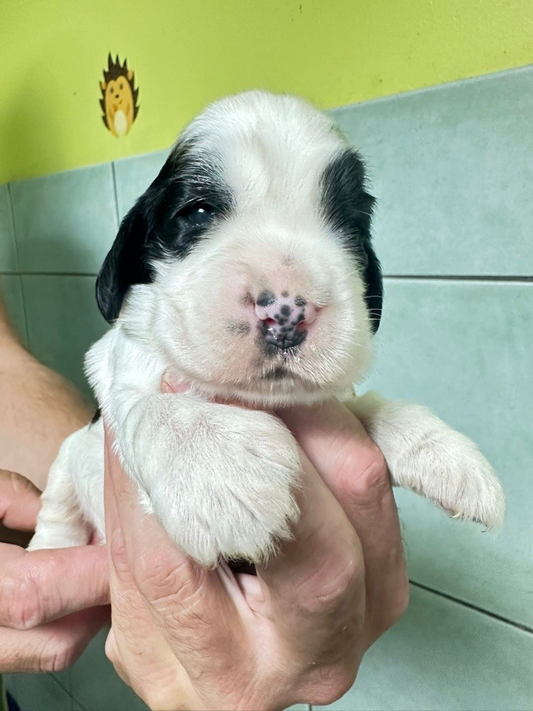 Des Hurlevents De Nuas - Chiots disponibles - Cocker Spaniel Anglais