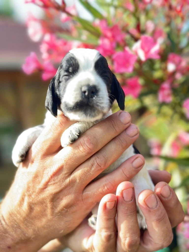 Des Hurlevents De Nuas - Chiots disponibles - Cocker Spaniel Anglais