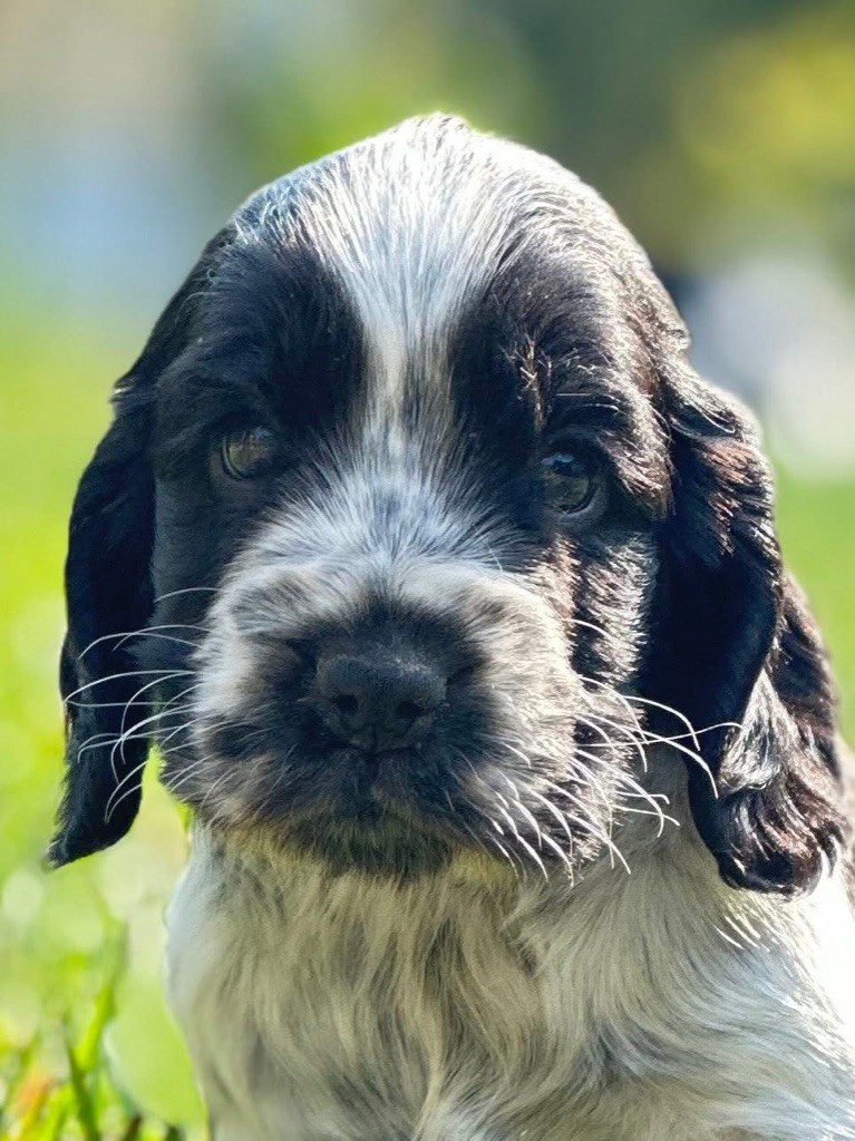 Des Hurlevents De Nuas - Chiots disponibles - Cocker Spaniel Anglais