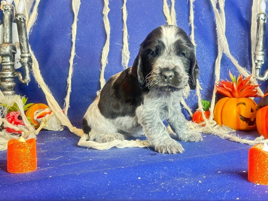 Des Hurlevents De Nuas - Chiots disponibles - Cocker Spaniel Anglais