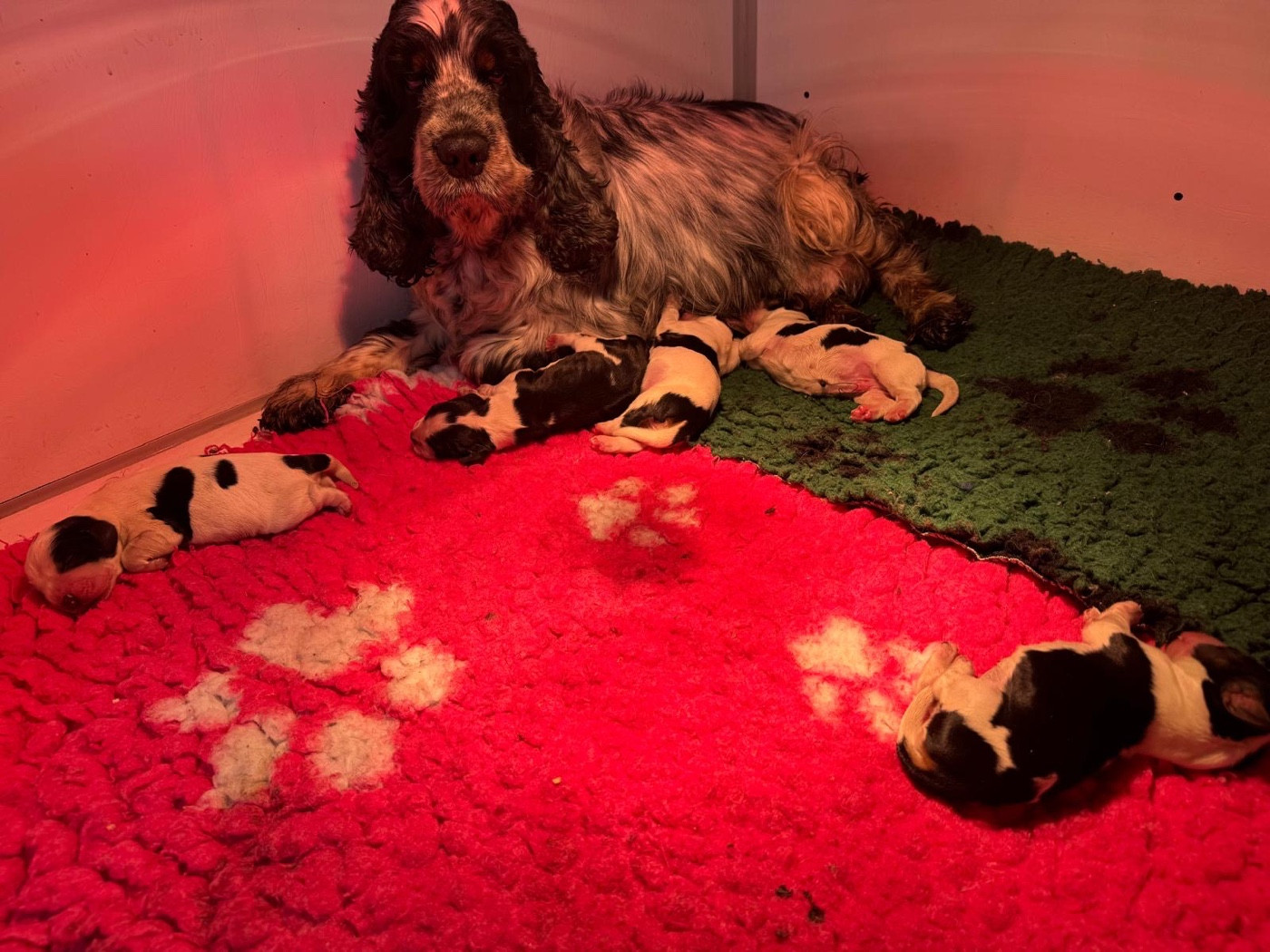 Des Hurlevents De Nuas - Chiots disponibles - Cocker Spaniel Anglais