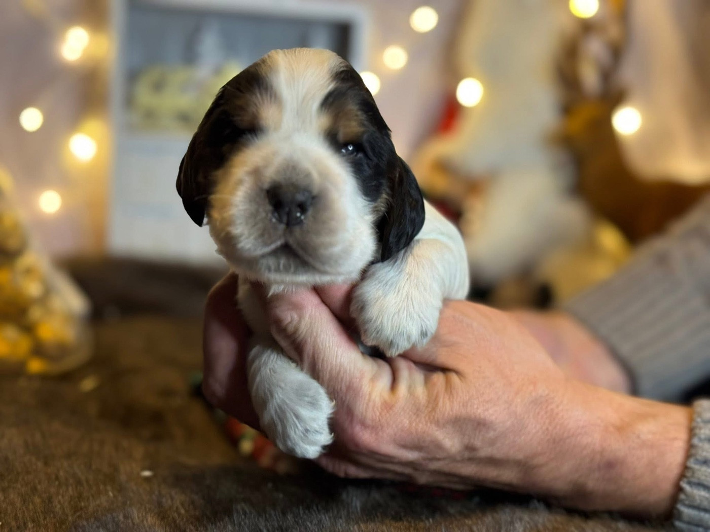 Des Hurlevents De Nuas - Chiots disponibles - Cocker Spaniel Anglais