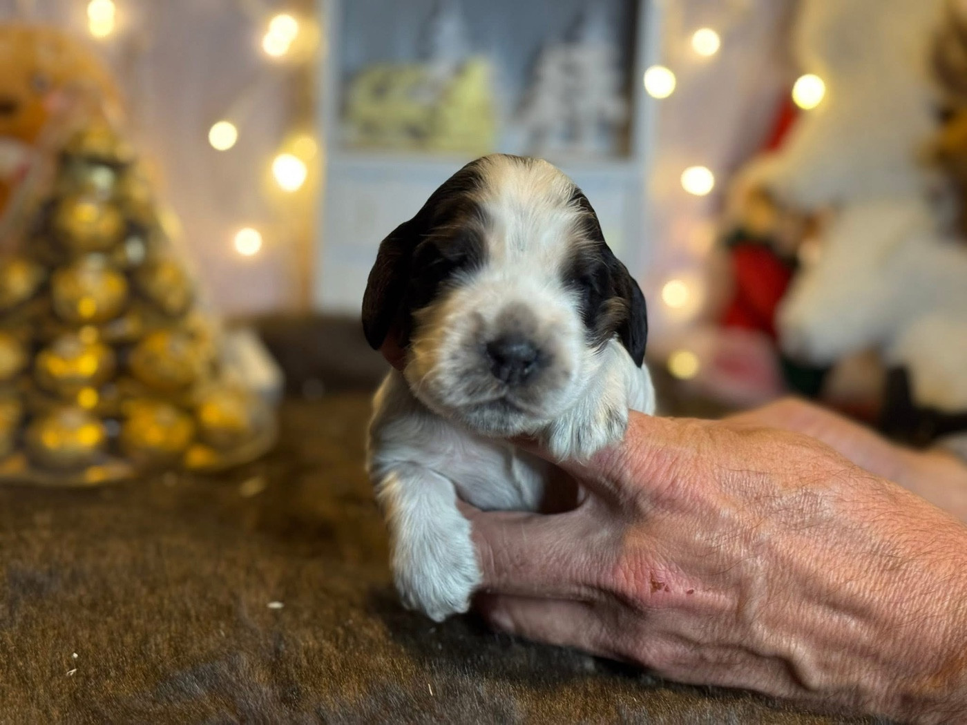 Des Hurlevents De Nuas - Chiots disponibles - Cocker Spaniel Anglais