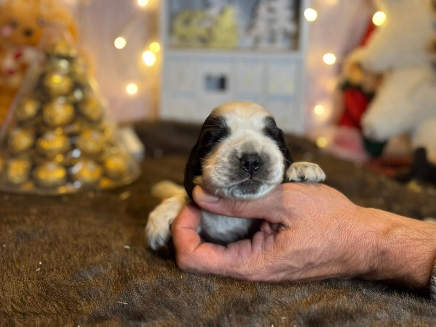 Des Hurlevents De Nuas - Chiots disponibles - Cocker Spaniel Anglais