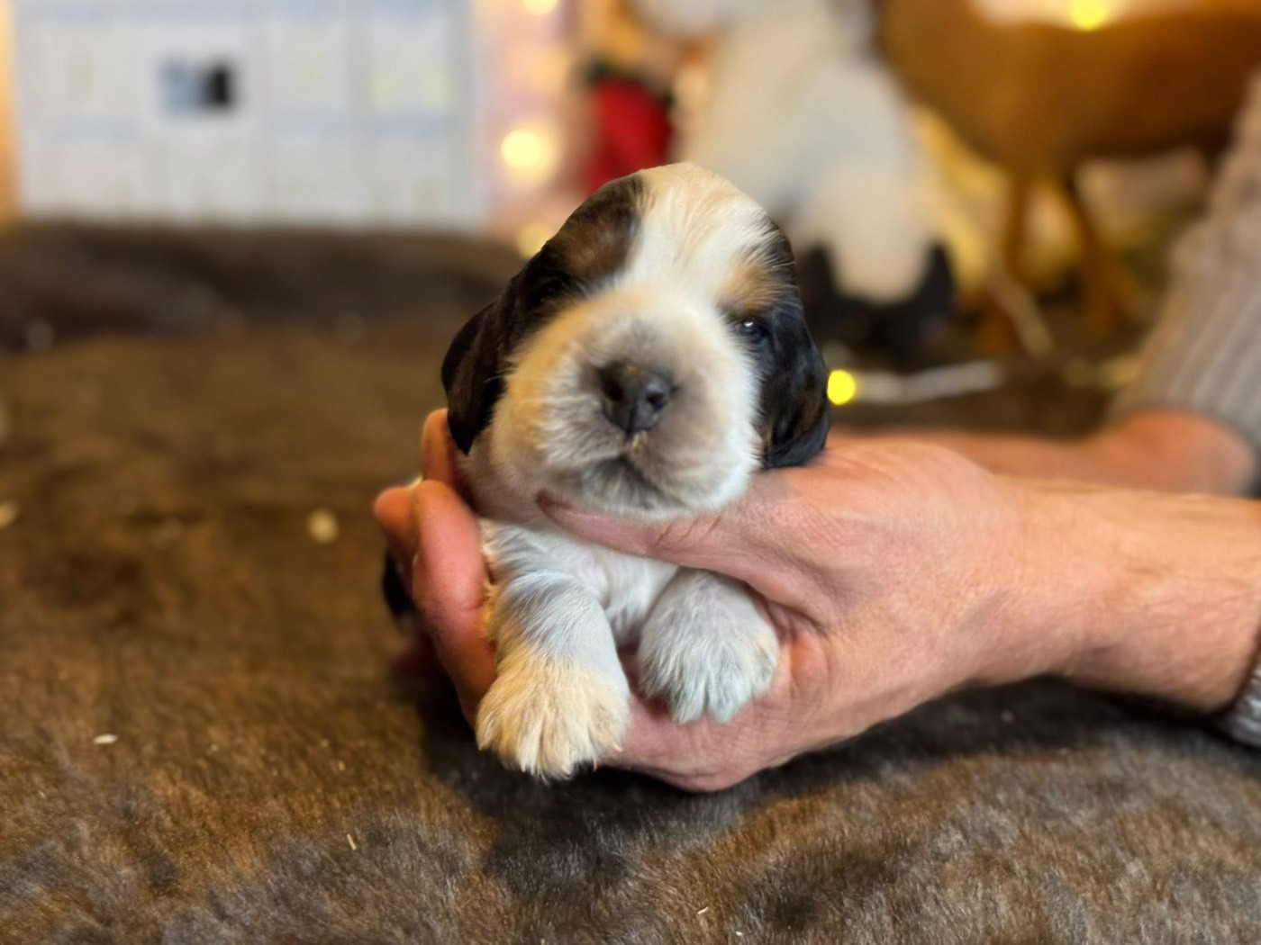 Des Hurlevents De Nuas - Chiots disponibles - Cocker Spaniel Anglais