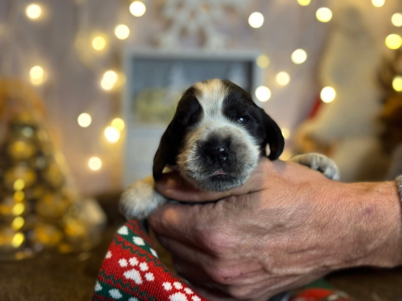 Des Hurlevents De Nuas - Chiots disponibles - Cocker Spaniel Anglais