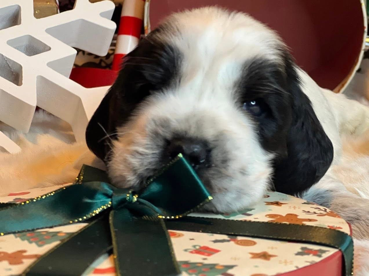 Des Hurlevents De Nuas - Chiots disponibles - Cocker Spaniel Anglais