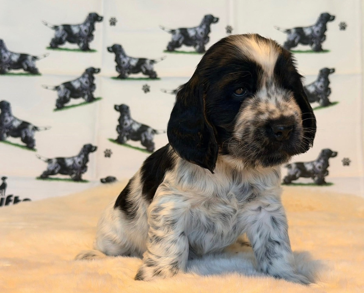 Des Hurlevents De Nuas - Chiots disponibles - Cocker Spaniel Anglais