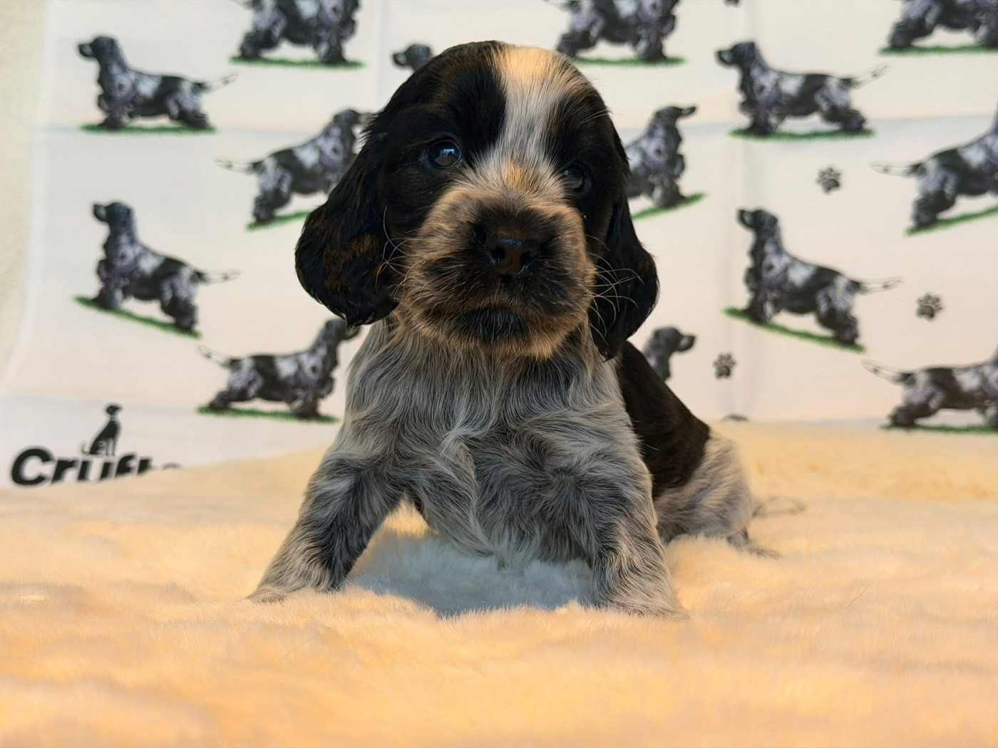 Des Hurlevents De Nuas - Chiots disponibles - Cocker Spaniel Anglais