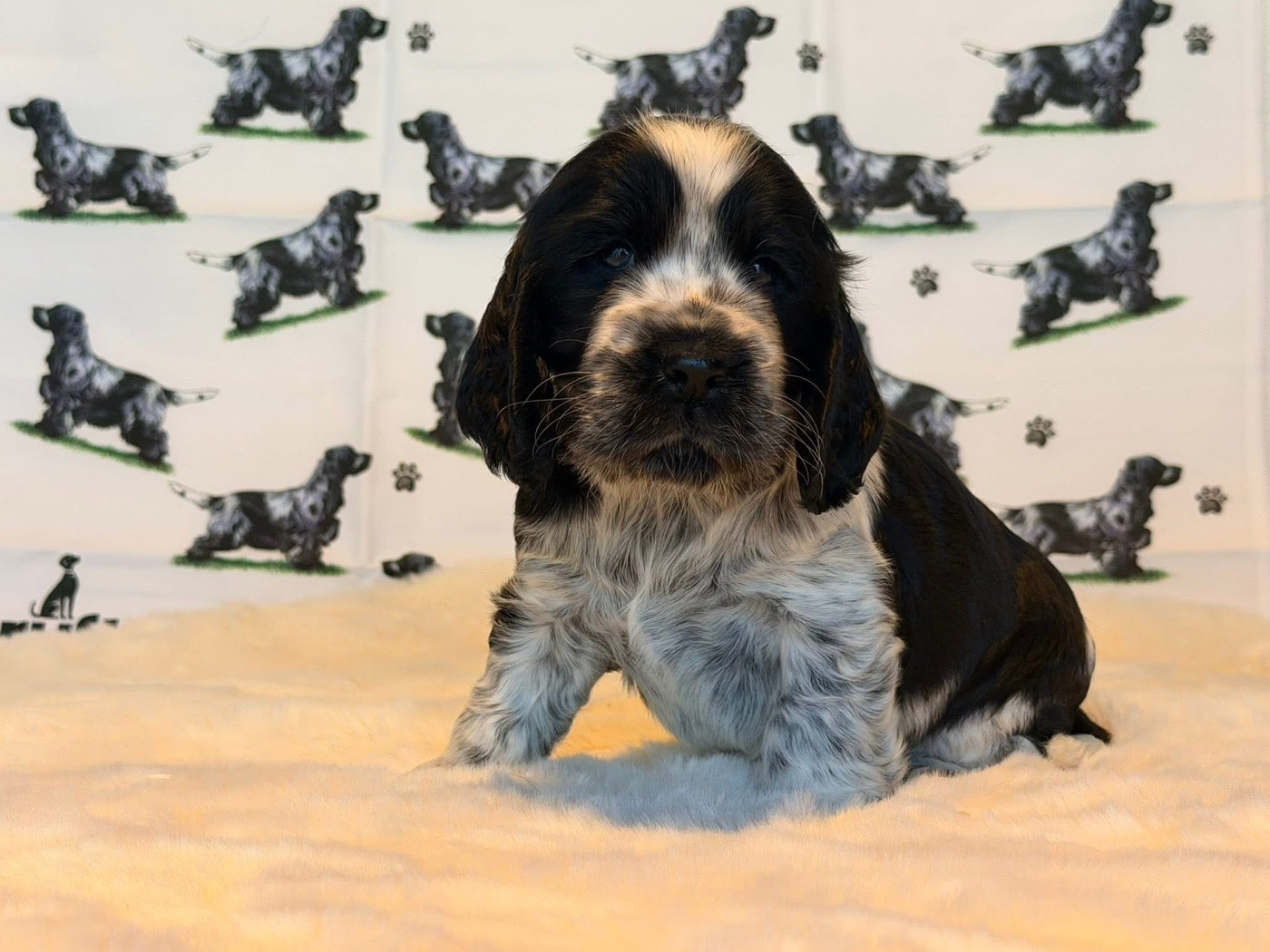 Des Hurlevents De Nuas - Chiots disponibles - Cocker Spaniel Anglais