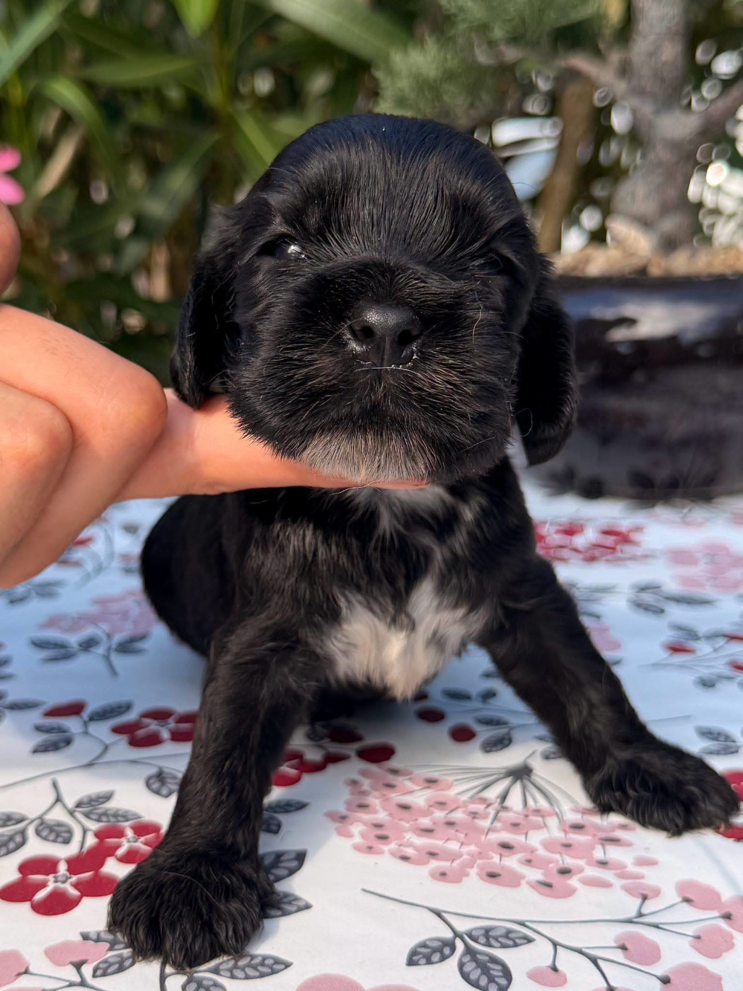 Des Hurlevents De Nuas - Chiots disponibles - Cocker Spaniel Anglais