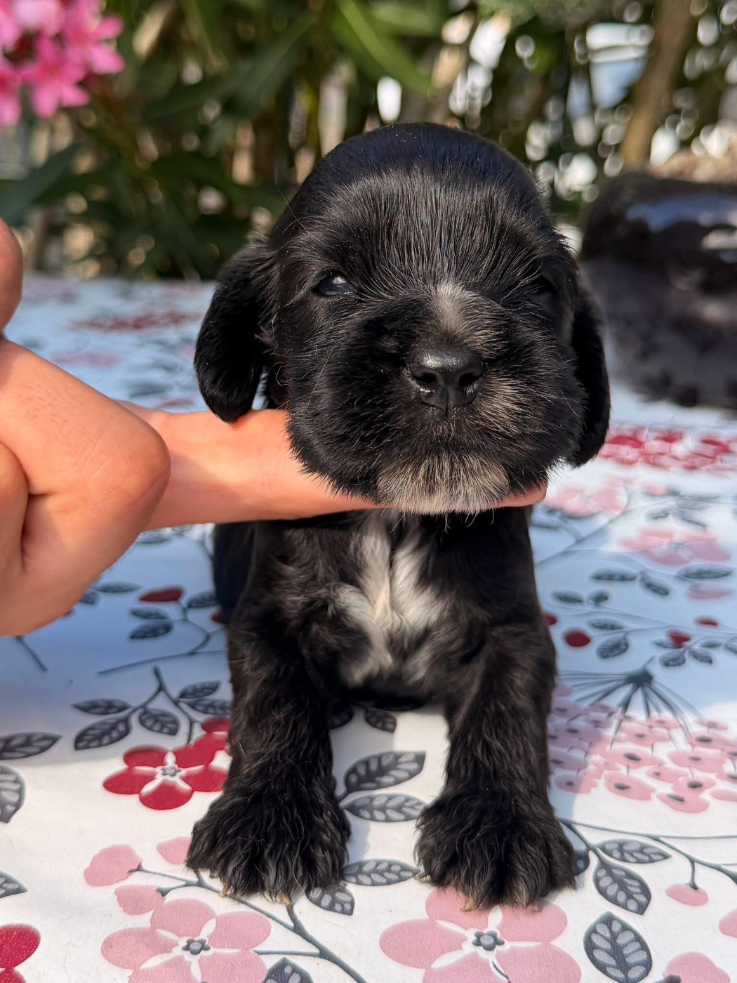 Des Hurlevents De Nuas - Chiots disponibles - Cocker Spaniel Anglais