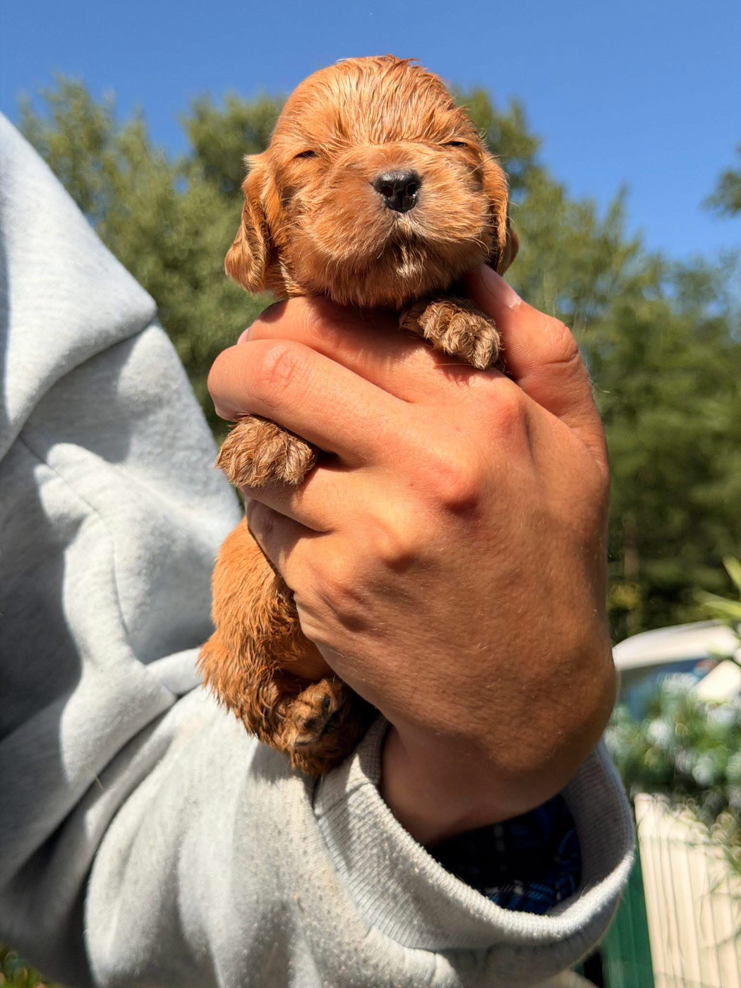 Des Hurlevents De Nuas - Chiots disponibles - Cocker Spaniel Anglais