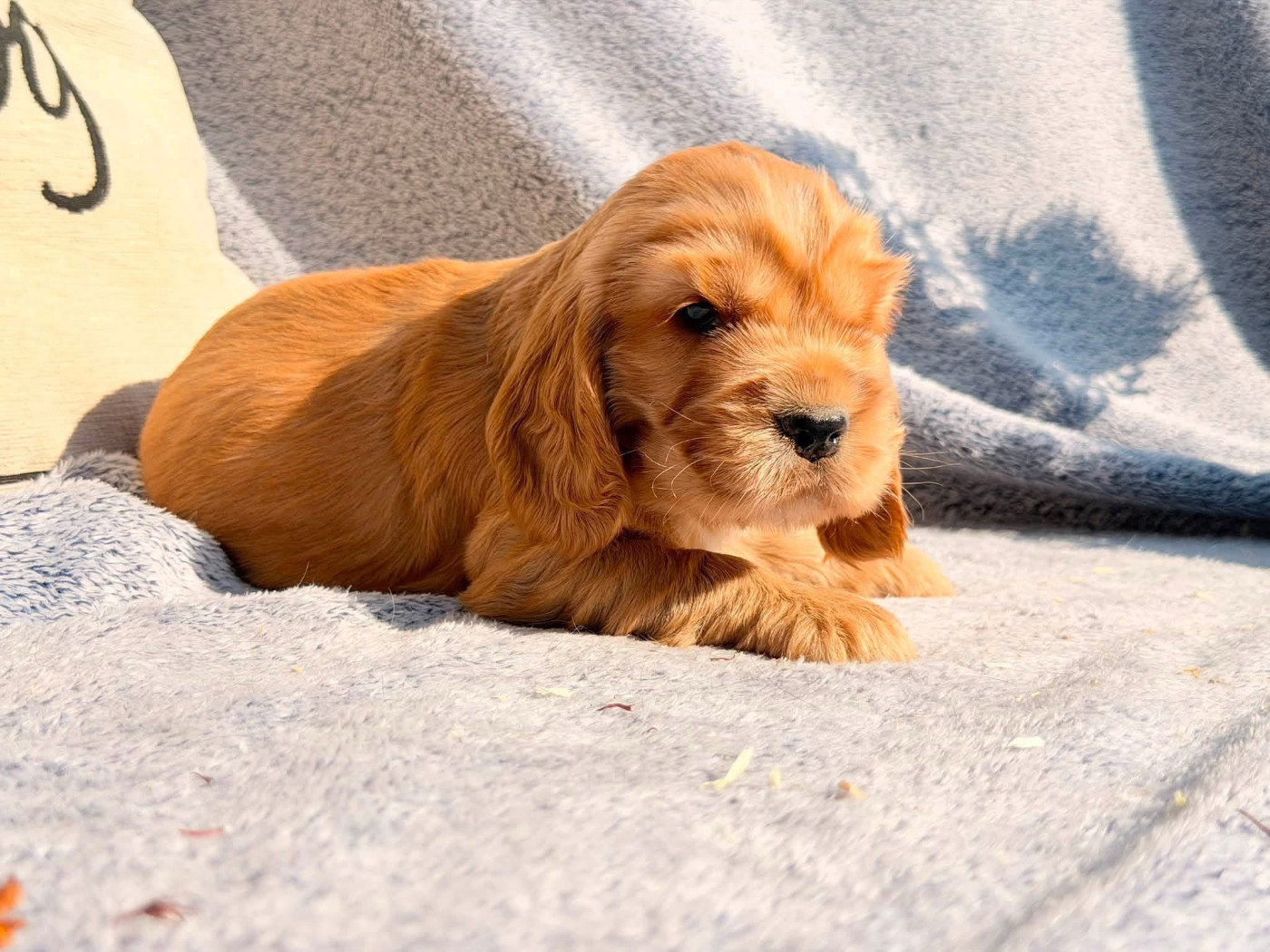 Des Hurlevents De Nuas - Chiots disponibles - Cocker Spaniel Anglais