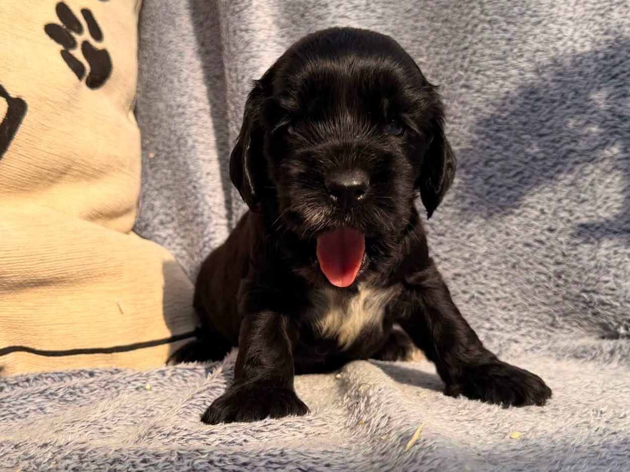 Des Hurlevents De Nuas - Chiots disponibles - Cocker Spaniel Anglais