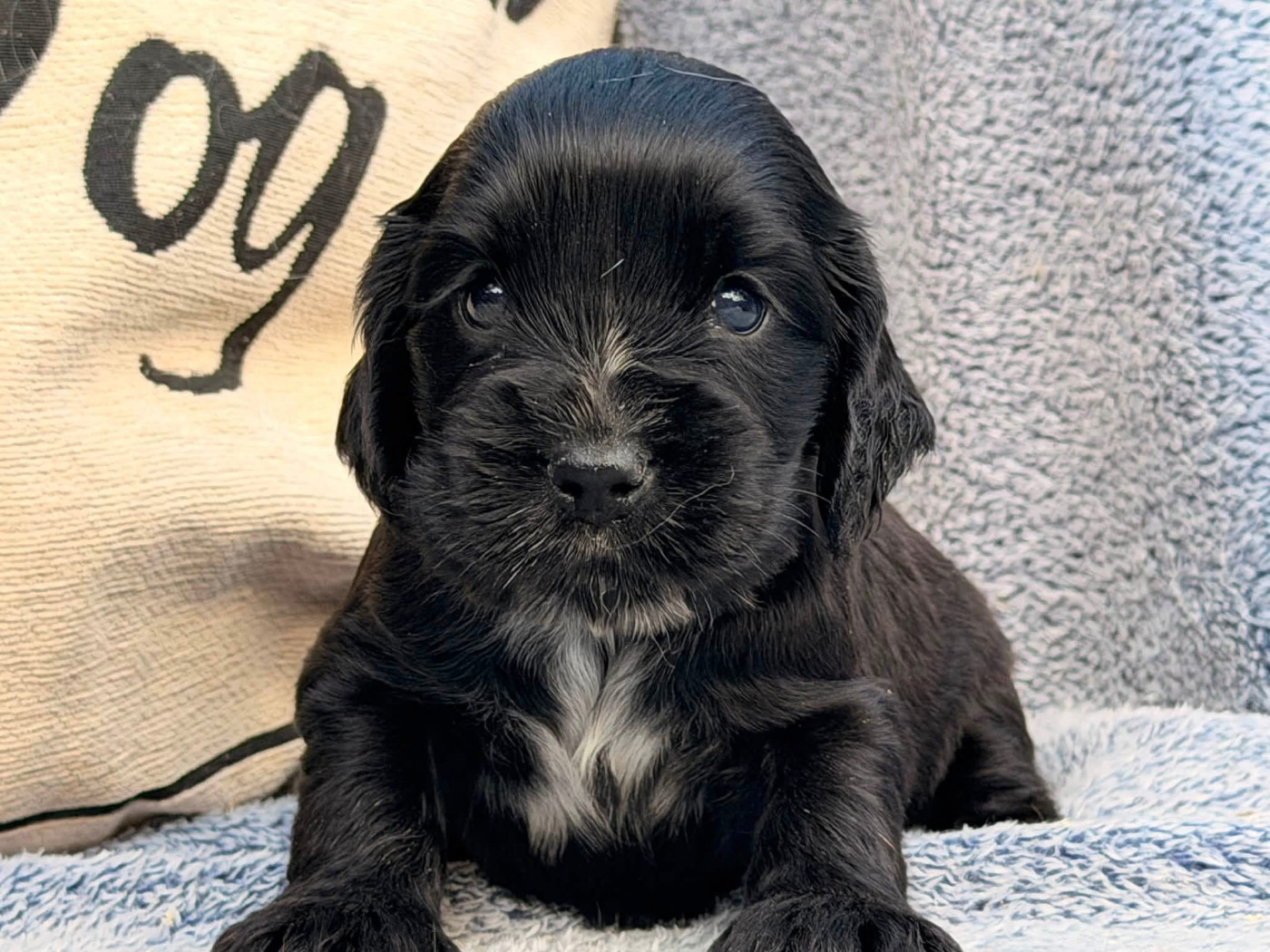Des Hurlevents De Nuas - Chiots disponibles - Cocker Spaniel Anglais