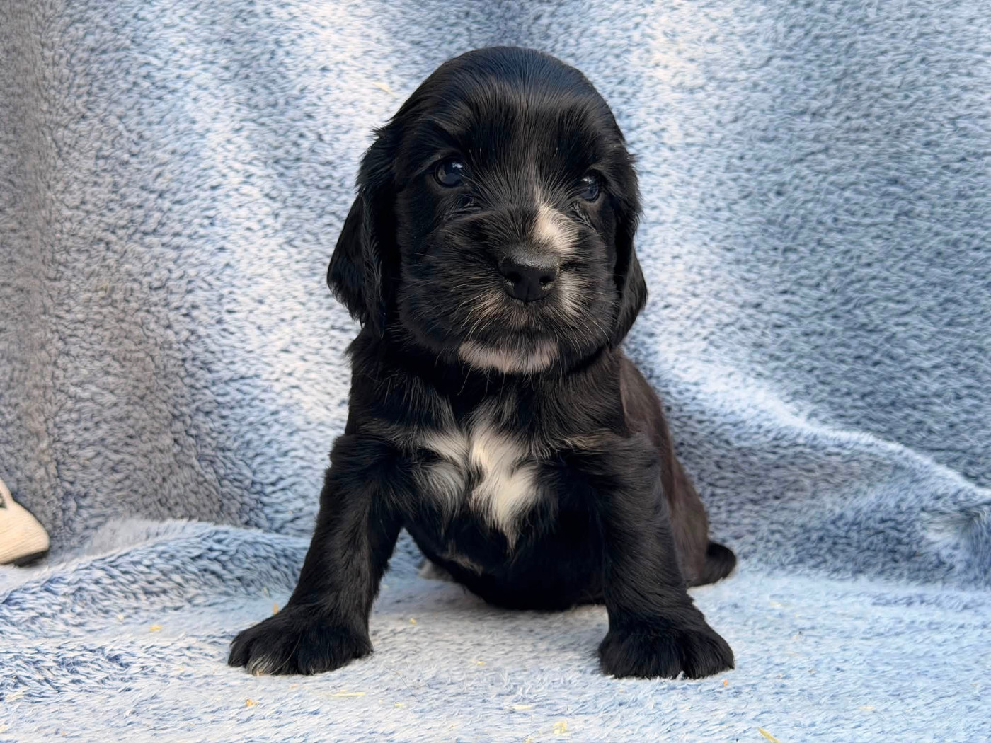 Des Hurlevents De Nuas - Chiots disponibles - Cocker Spaniel Anglais