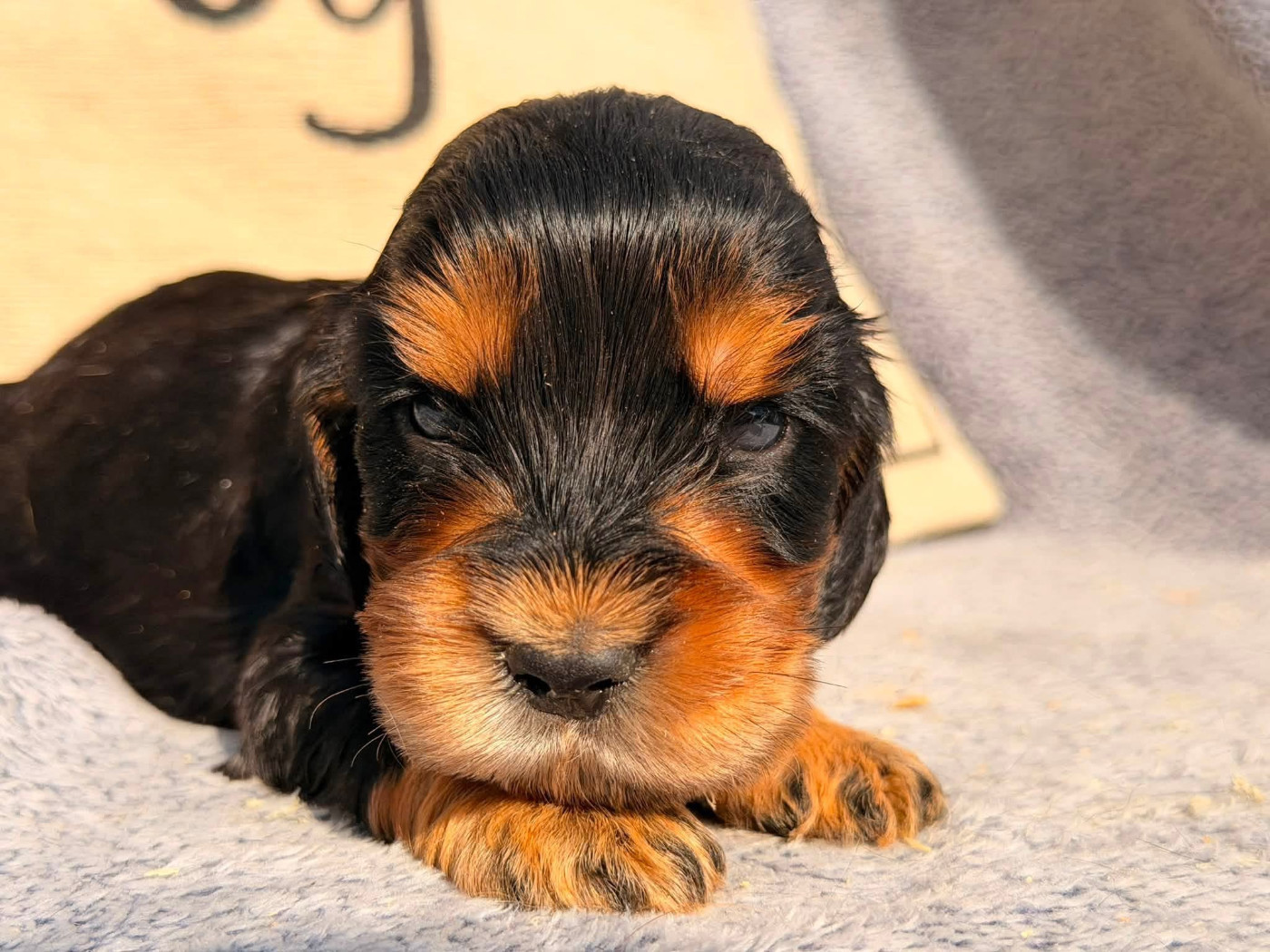 Des Hurlevents De Nuas - Chiots disponibles - Cocker Spaniel Anglais