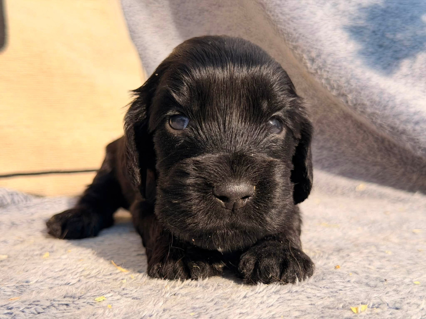 Des Hurlevents De Nuas - Chiots disponibles - Cocker Spaniel Anglais