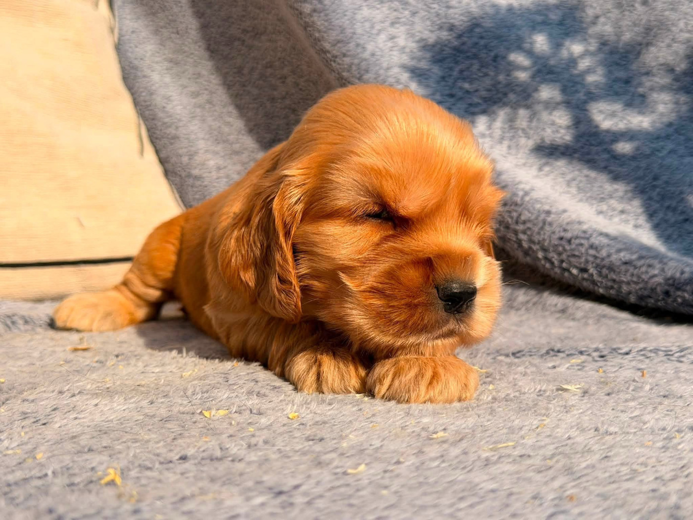 Des Hurlevents De Nuas - Chiots disponibles - Cocker Spaniel Anglais