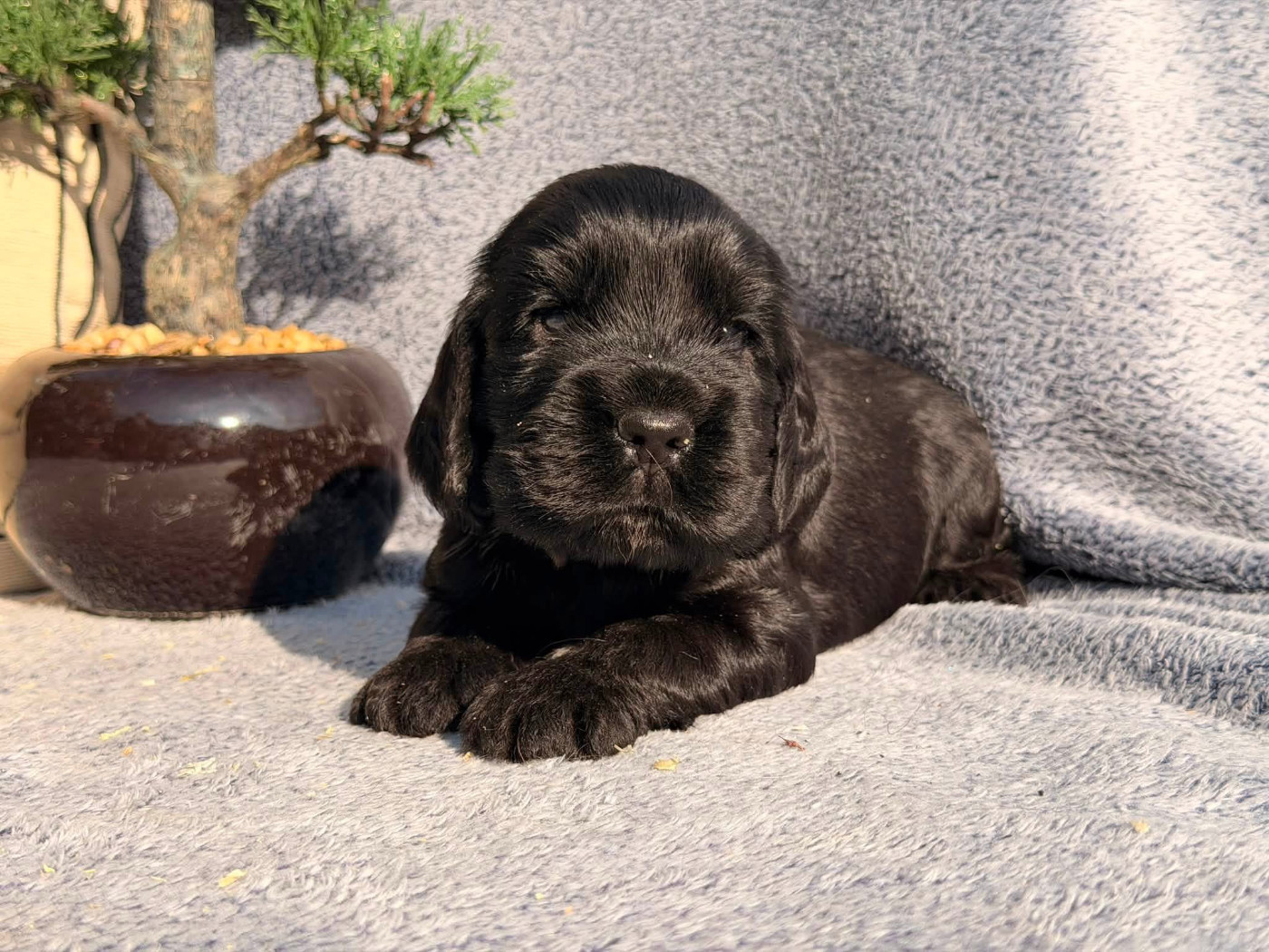 Des Hurlevents De Nuas - Chiots disponibles - Cocker Spaniel Anglais