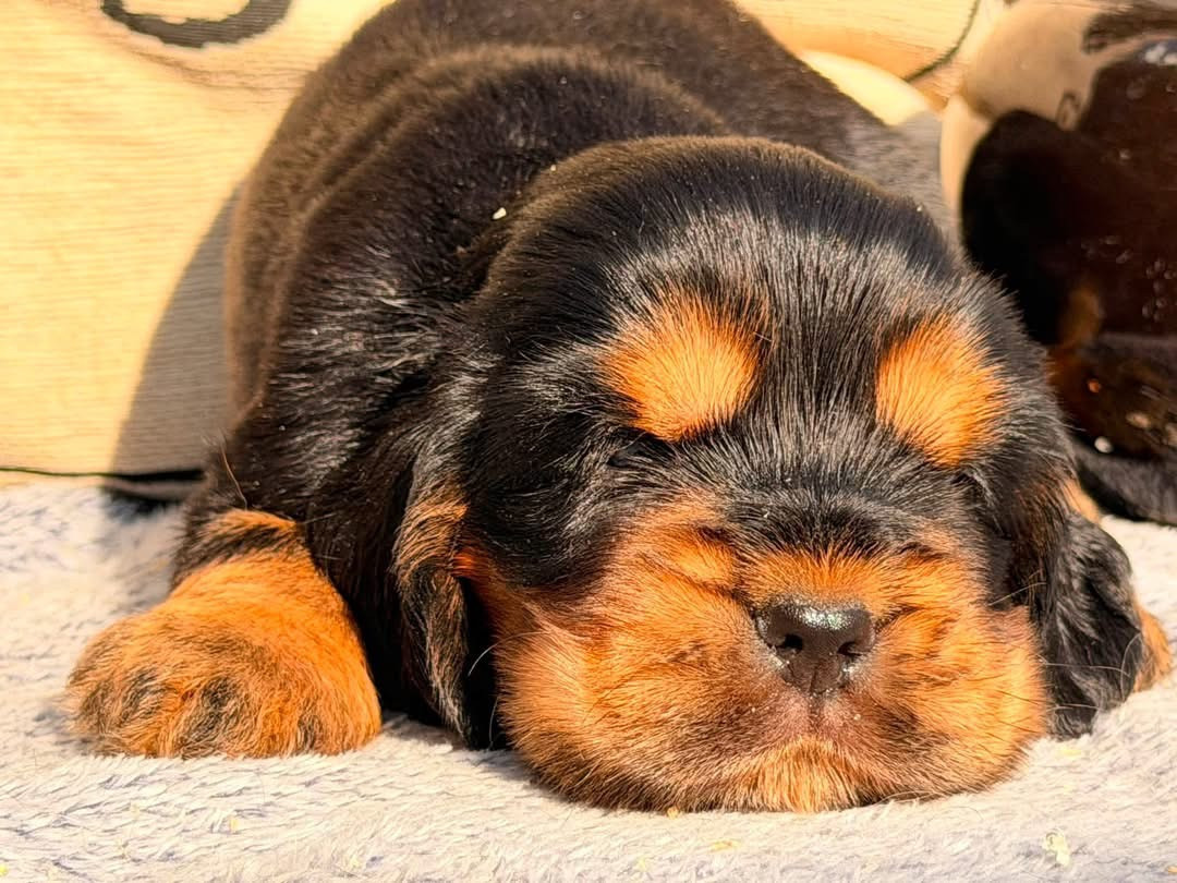 Des Hurlevents De Nuas - Chiots disponibles - Cocker Spaniel Anglais