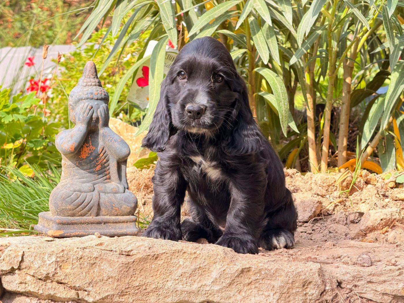Des Hurlevents De Nuas - Chiots disponibles - Cocker Spaniel Anglais