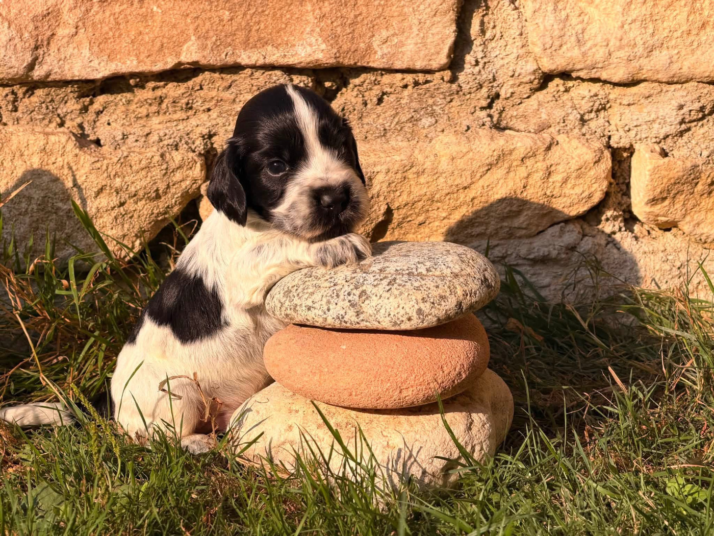 Des Hurlevents De Nuas - Chiots disponibles - Cocker Spaniel Anglais