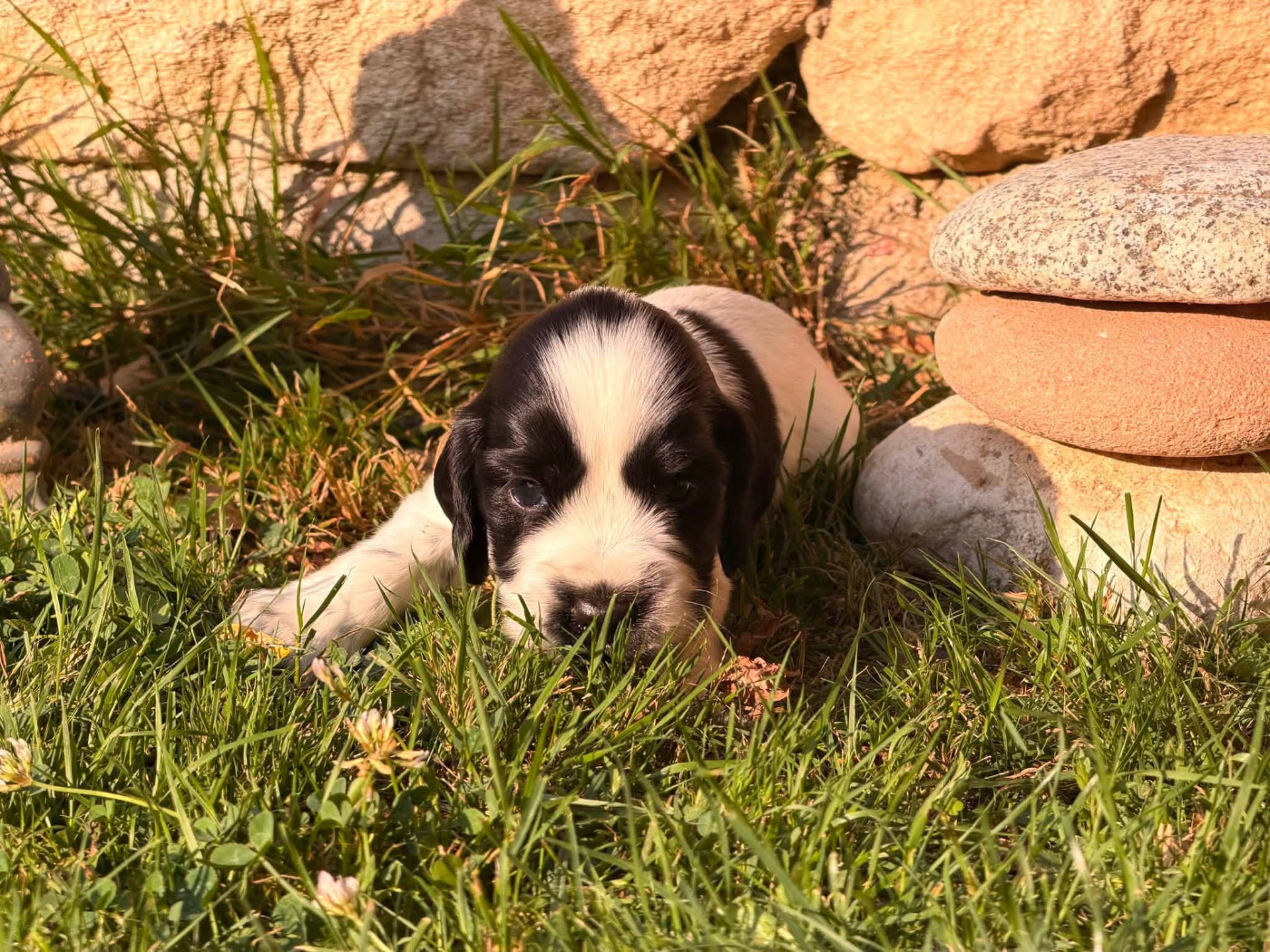Des Hurlevents De Nuas - Chiots disponibles - Cocker Spaniel Anglais