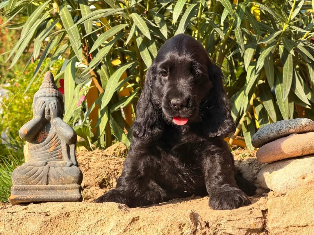 Des Hurlevents De Nuas - Chiots disponibles - Cocker Spaniel Anglais