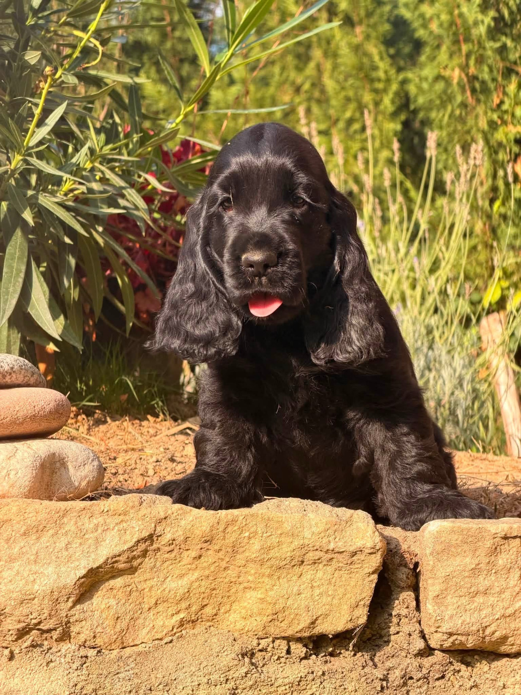 Des Hurlevents De Nuas - Chiots disponibles - Cocker Spaniel Anglais