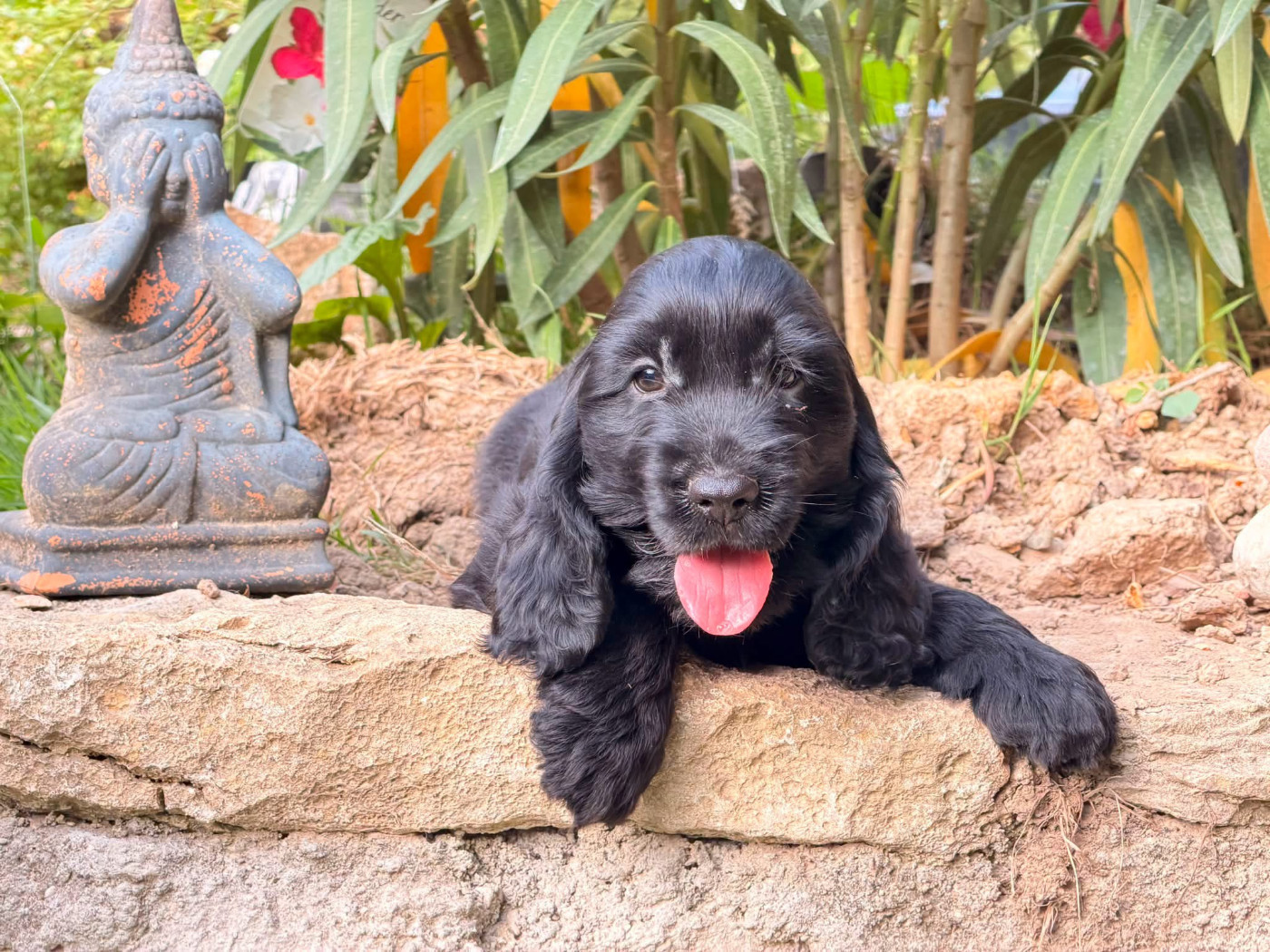 Des Hurlevents De Nuas - Chiots disponibles - Cocker Spaniel Anglais