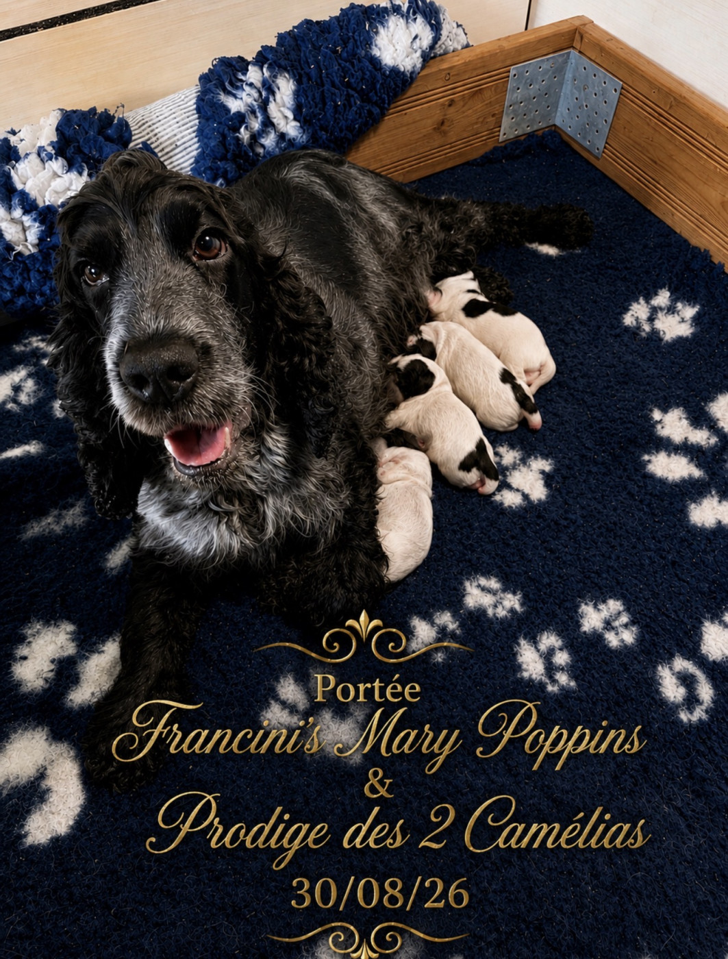Chiot Cocker Spaniel Anglais Des Hurlevents De Nuas