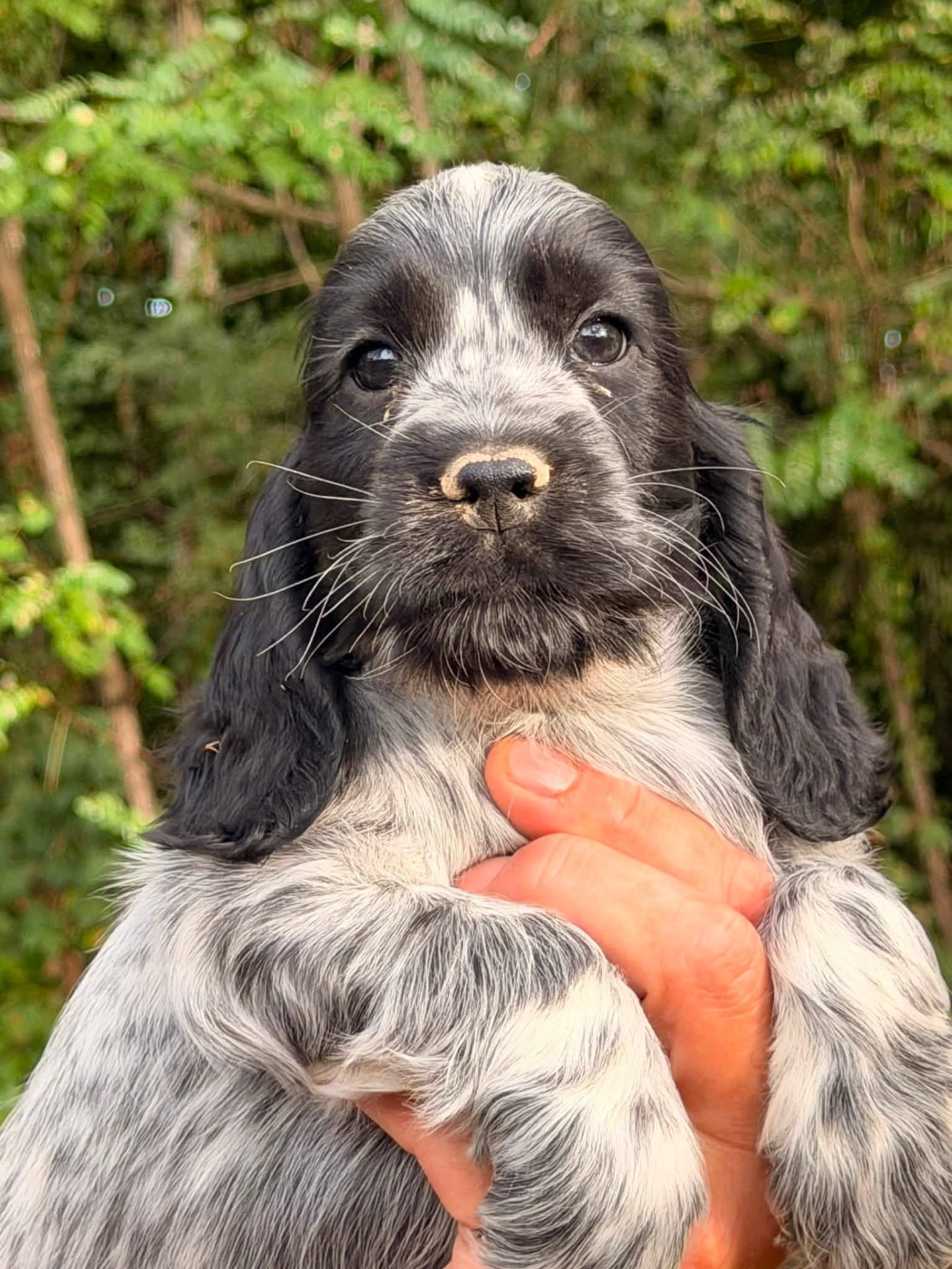 Des Hurlevents De Nuas - Chiots disponibles - Cocker Spaniel Anglais