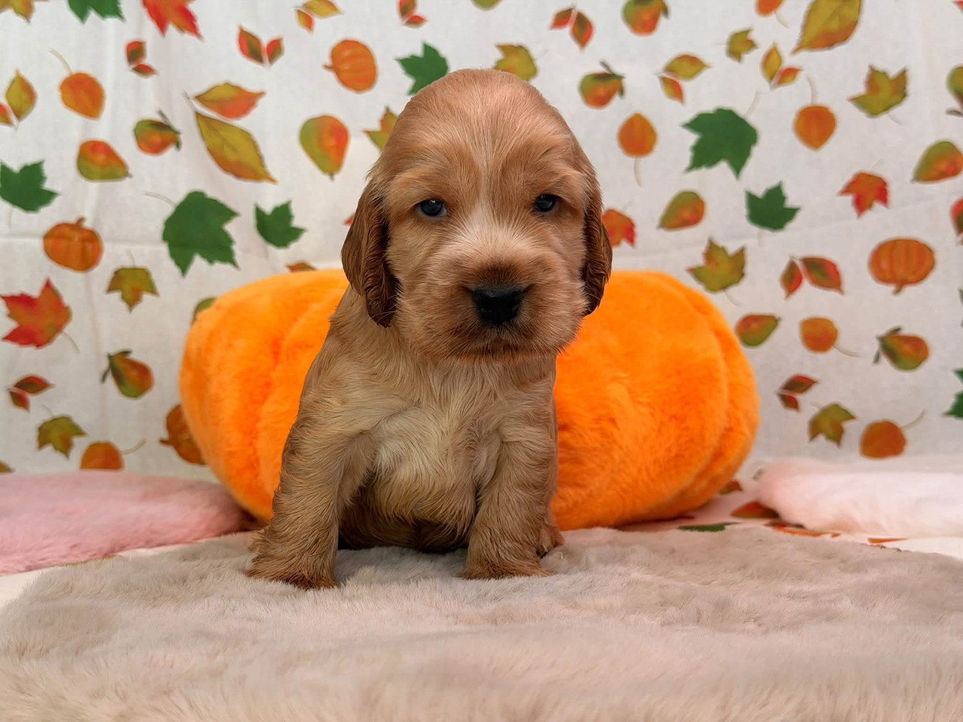 Des Hurlevents De Nuas - Chiots disponibles - Cocker Spaniel Anglais