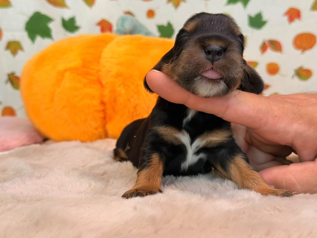 Des Hurlevents De Nuas - Chiots disponibles - Cocker Spaniel Anglais