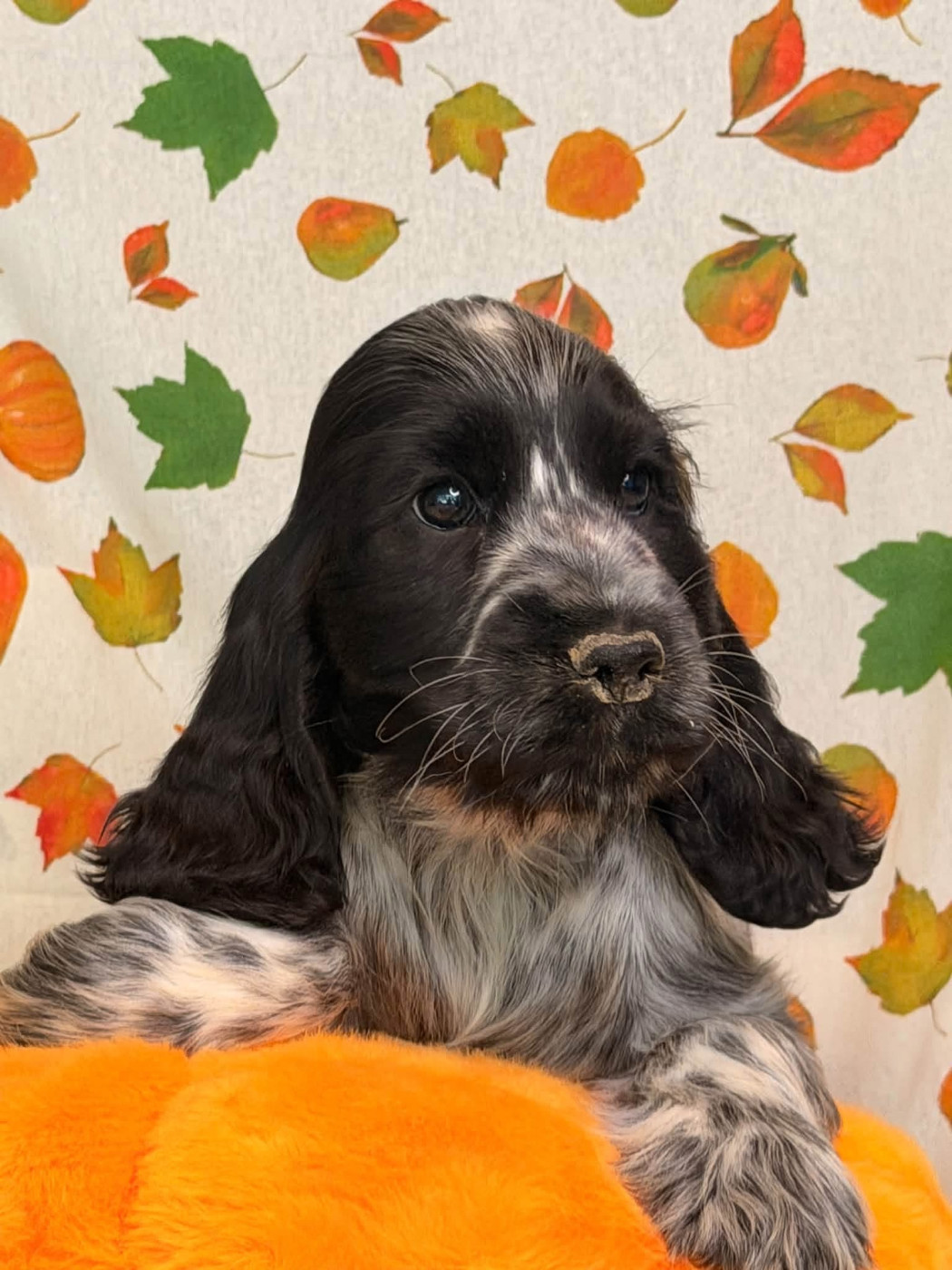 Des Hurlevents De Nuas - Chiots disponibles - Cocker Spaniel Anglais